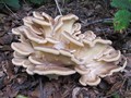 018_cb_pilze_ 2013 .JPG